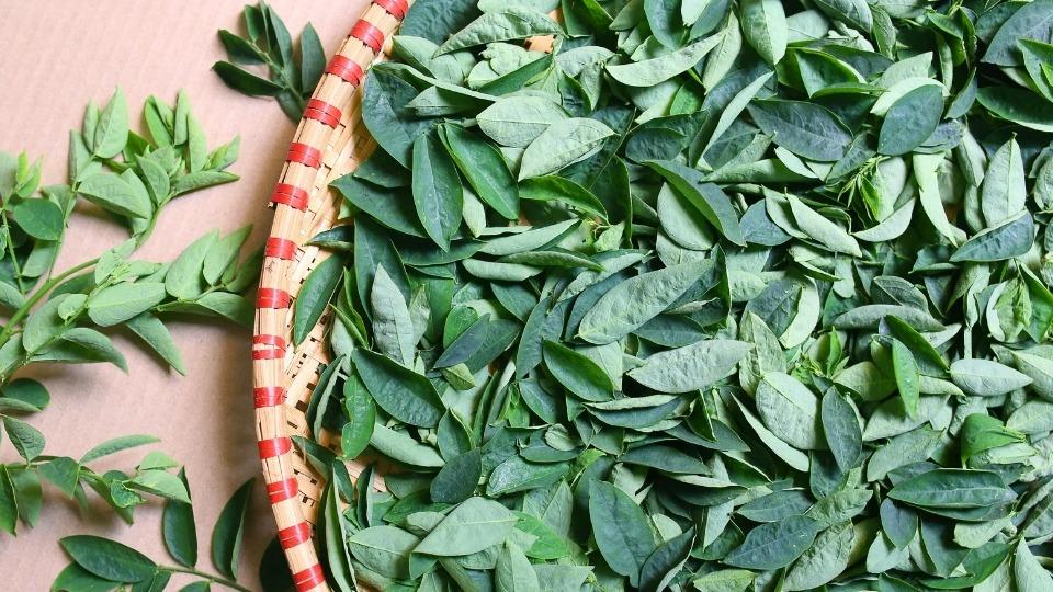 Cara Memasak Daun Katuk Untuk Ibu Menyusui Ternyata Mudah Banget