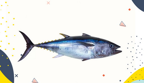 Ikan tuna